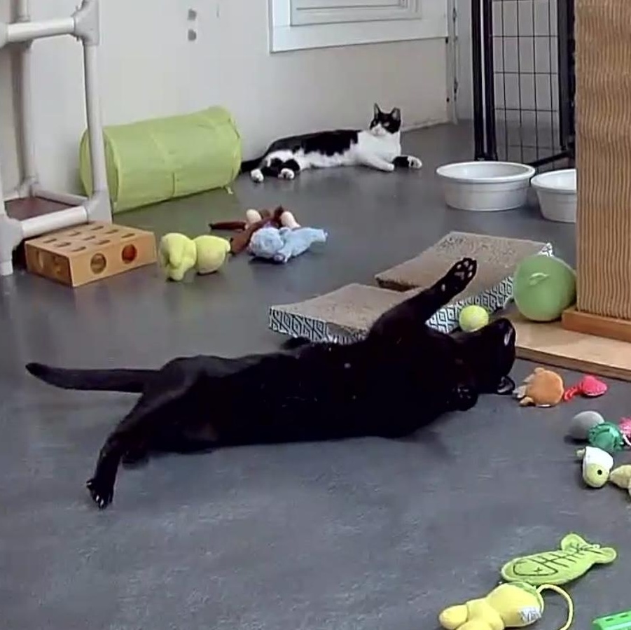 Julia, a Adoptable mixed breed in West Milford, NJ image 5/6