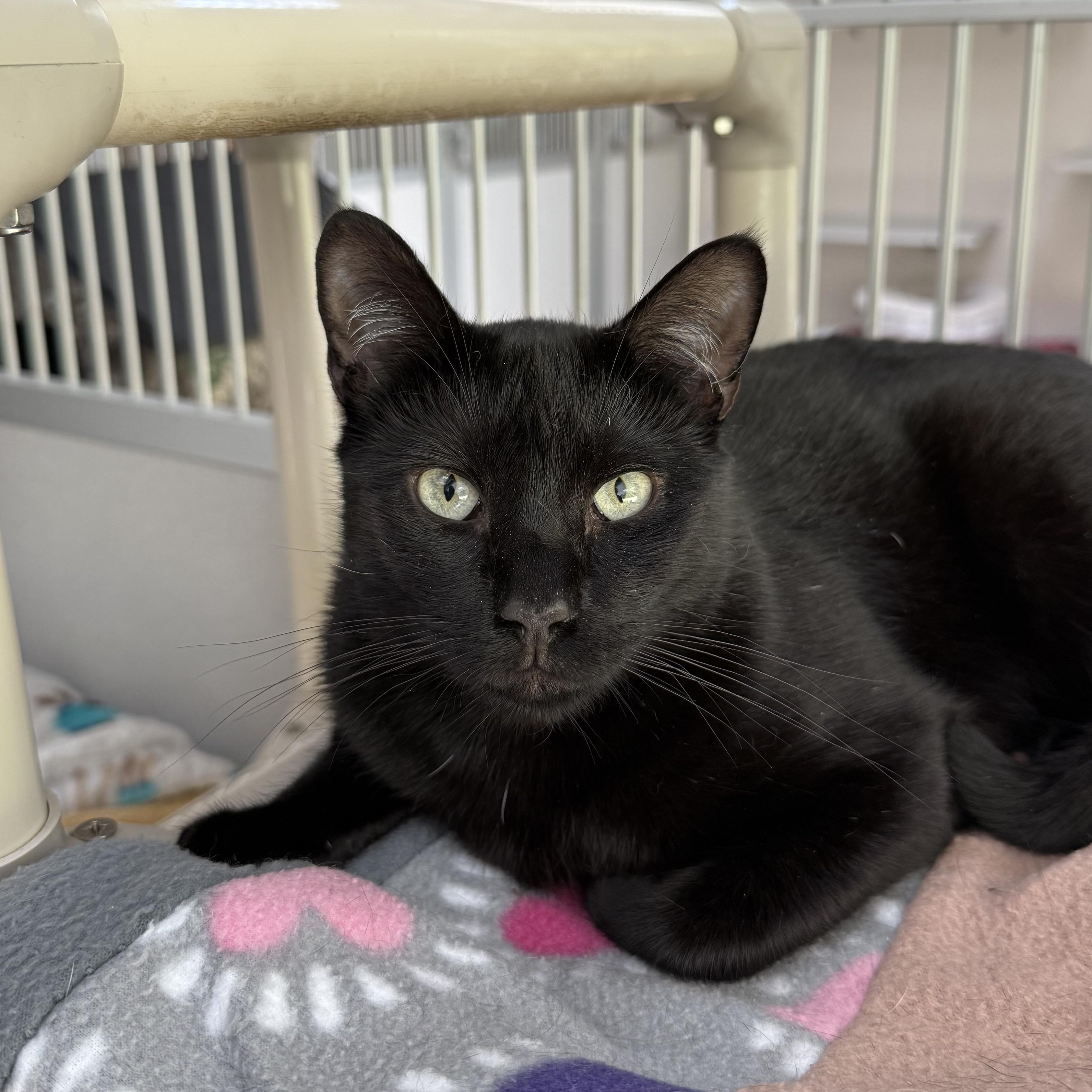 Julia, Adoptable, Senior Female Domestic Short Hair.