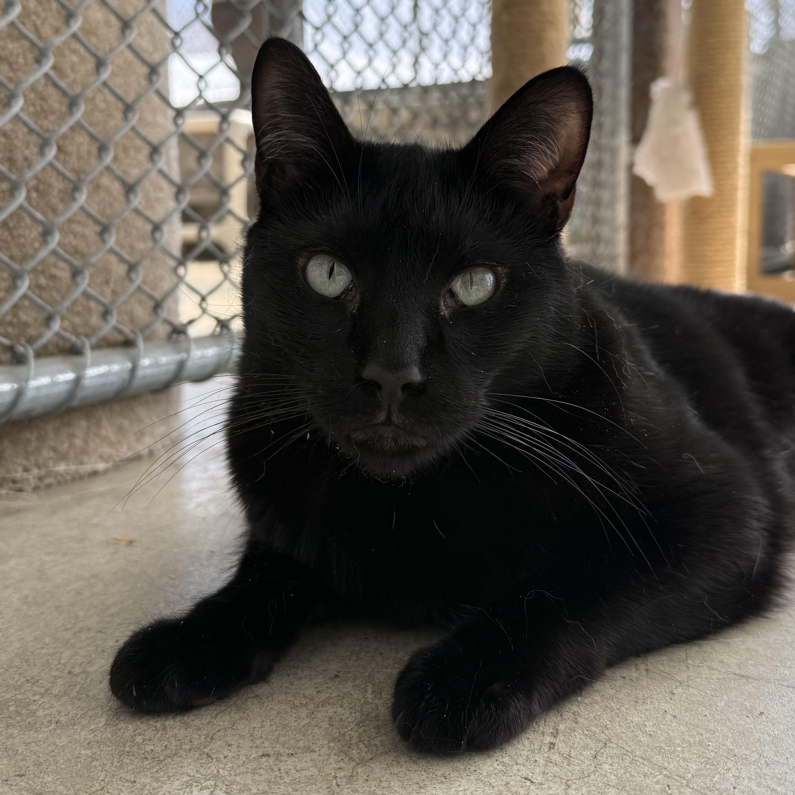 Julia, Adoptable, Senior Female Domestic Short Hair.