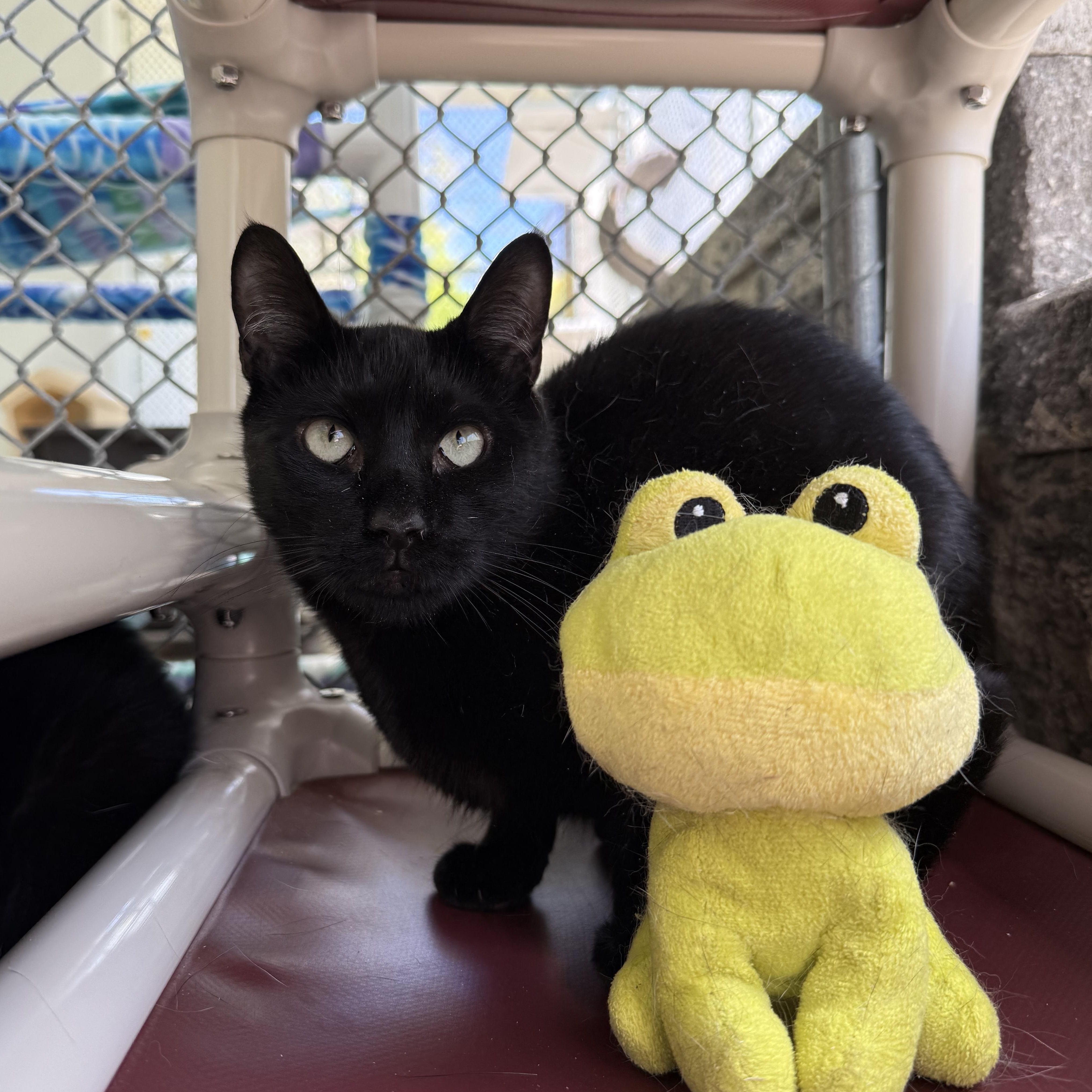 Julia, a Adoptable mixed breed in West Milford, NJ image 6/6