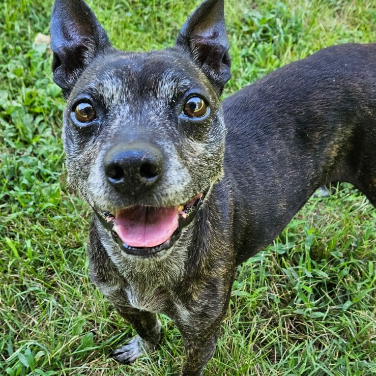Sully, a Adoptable mixed breed in Reeds Spring, MO image 2/3