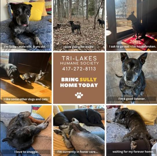 Sully, a Adoptable mixed breed in Reeds Spring, MO image 3/3
