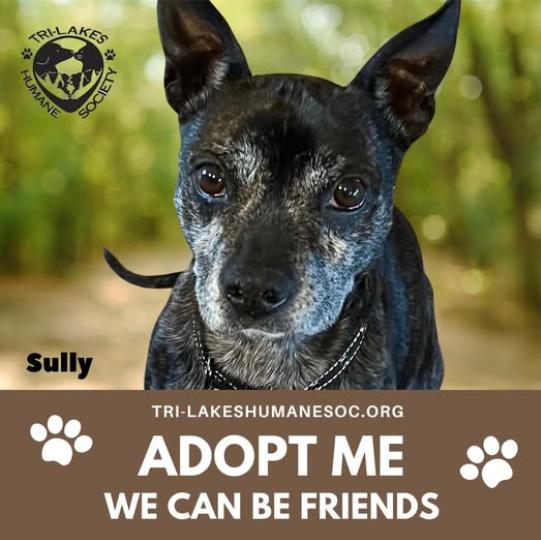 Sully, a Adoptable mixed breed in Reeds Spring, MO image 1/3