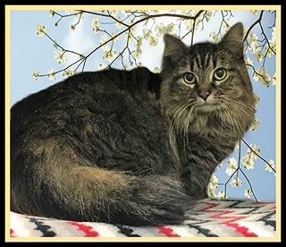 Enlarge SOPHIE, a Adoptable Domestic Long Hair in Peoria, IL image 1/1