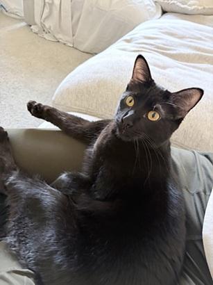 Enlarge Lizzie, a Adoptable Domestic Short Hair in San Francisco, CA image 2/6