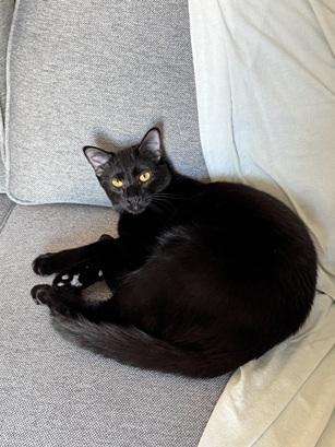 Enlarge Lizzie, a Adoptable Domestic Short Hair in San Francisco, CA image 4/6