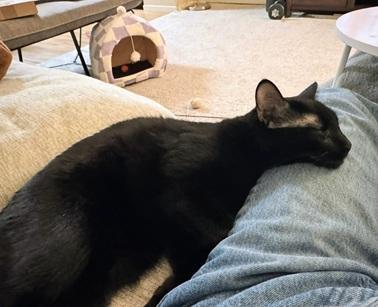 Enlarge Lizzie, a Adoptable Domestic Short Hair in San Francisco, CA image 5/6