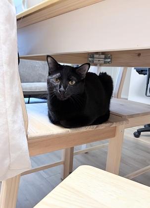 Enlarge Lizzie, a Adoptable Domestic Short Hair in San Francisco, CA image 6/6