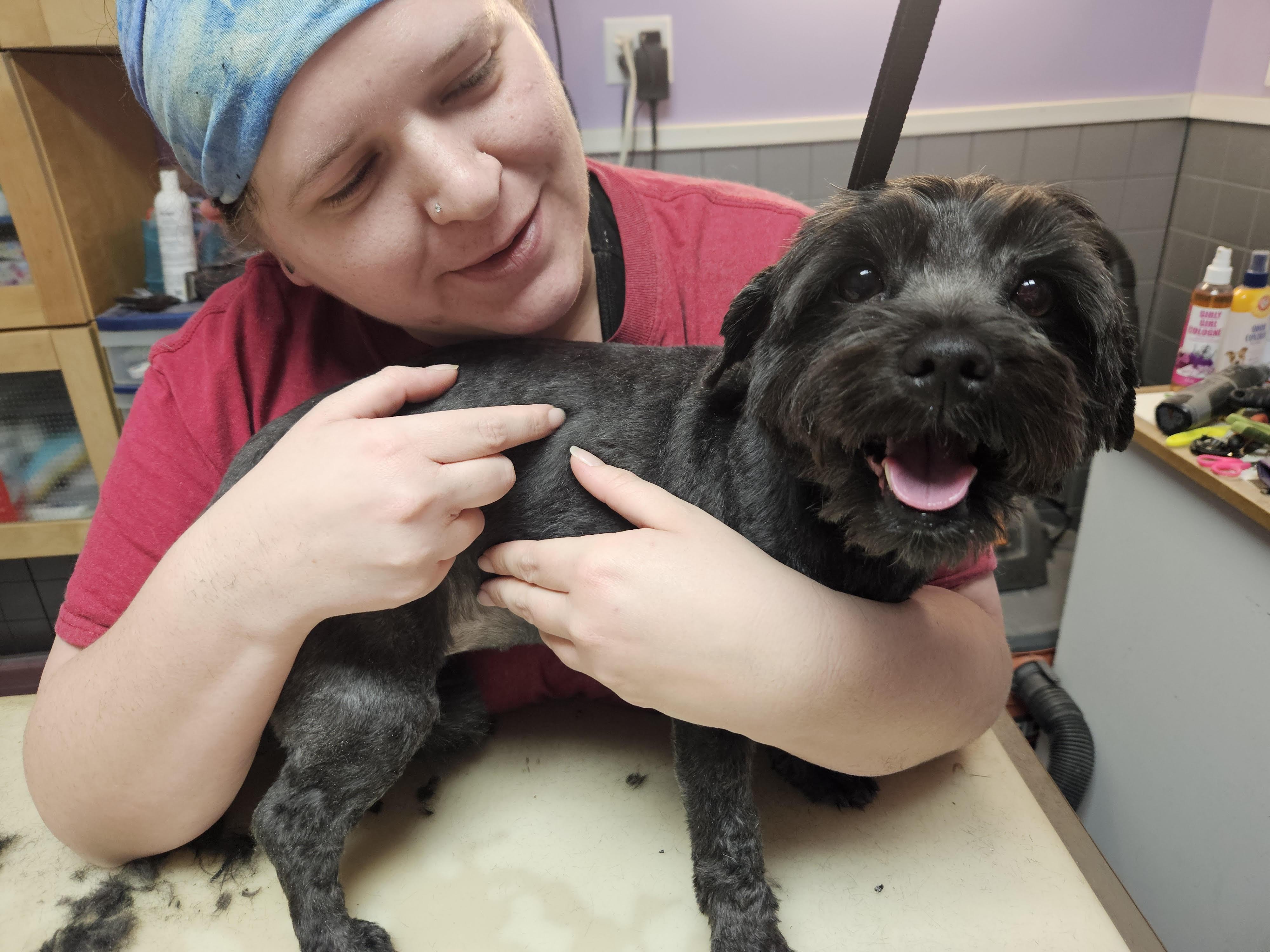 Enlarge Maxine, a ADOPTABLE Shih Tzu in Greensboro, NC image 1/2