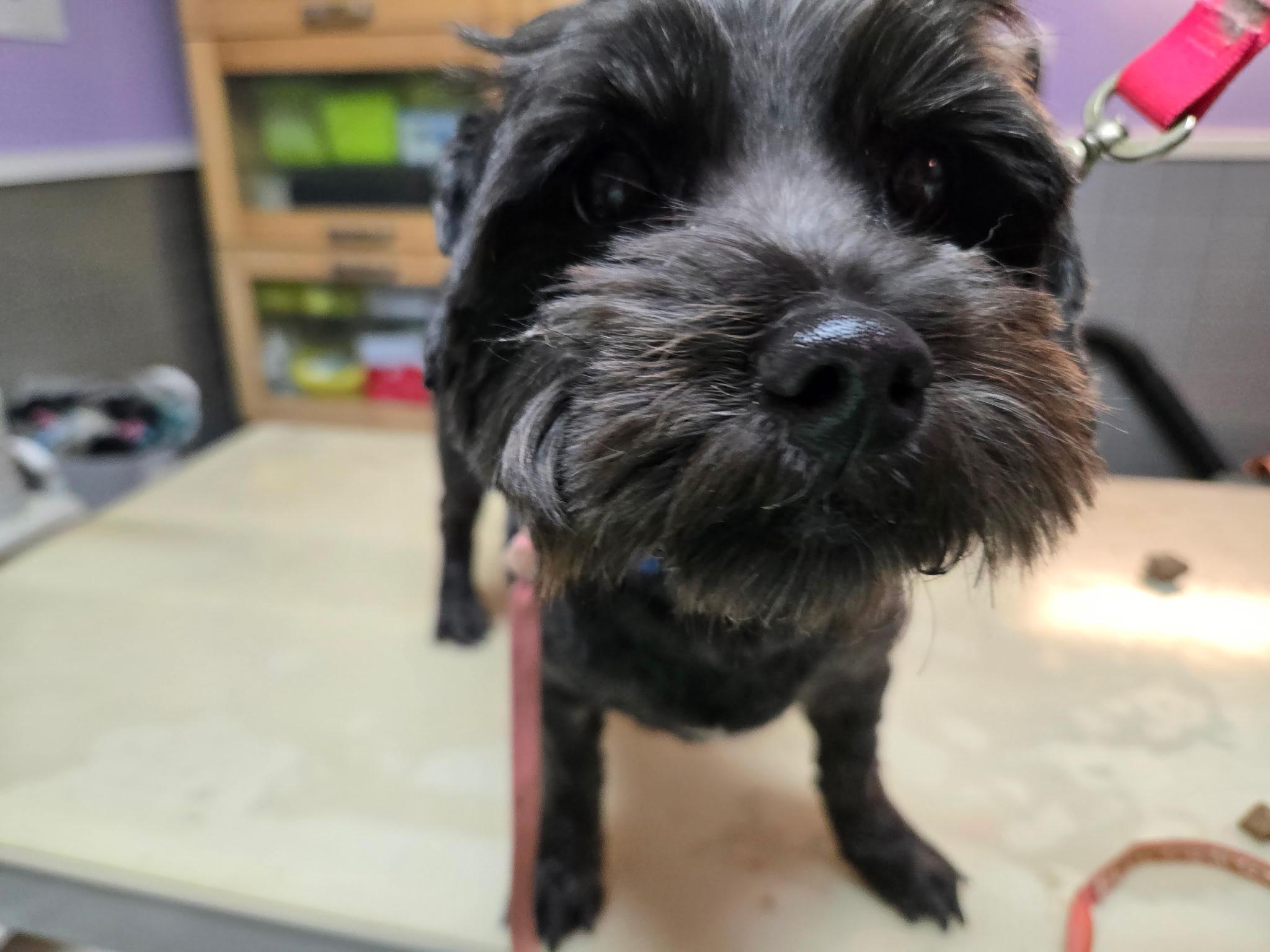 Enlarge Maxine, a ADOPTABLE Shih Tzu in Greensboro, NC image 2/2