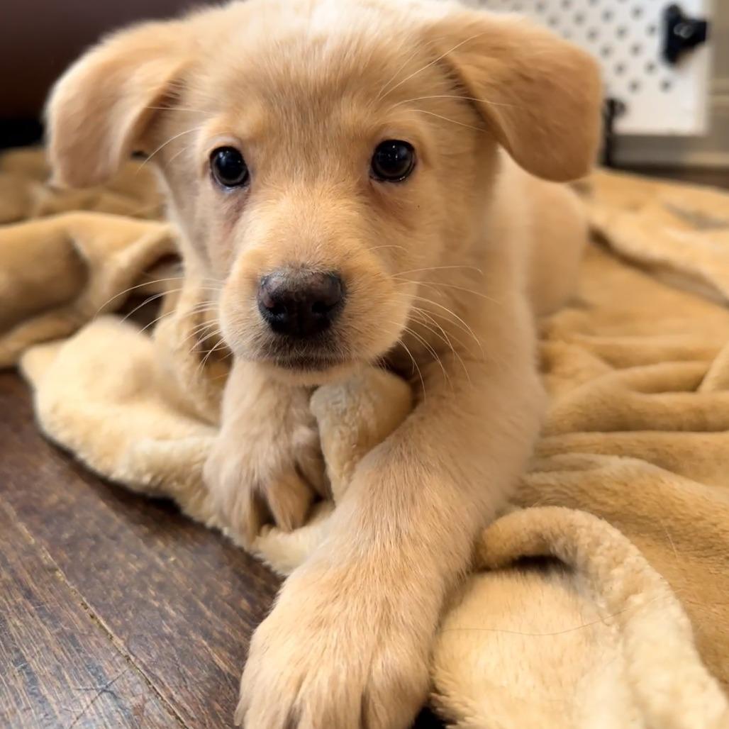 Enlarge Sally Brown, an adopted Mixed Breed in Chicago, IL image 1/4