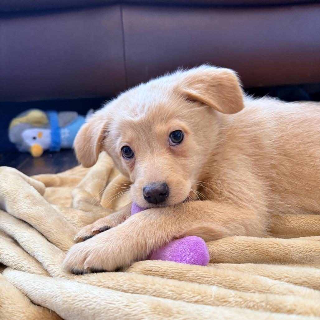 Enlarge Sally Brown, an adopted Mixed Breed in Chicago, IL image 2/4