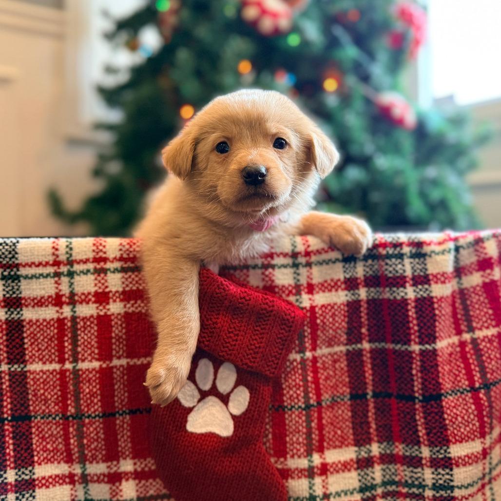 Enlarge Sally Brown, an adopted Mixed Breed in Chicago, IL image 4/4