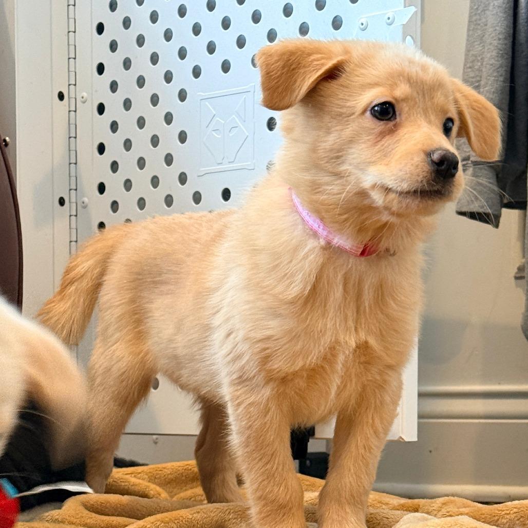 Enlarge Sally Brown, an adopted Mixed Breed in Chicago, IL image 3/4