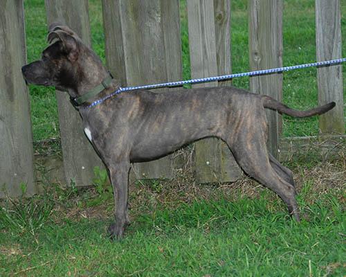 Opal, a Adoptable mixed breed in Wrightsville Beach, NC image 5/6