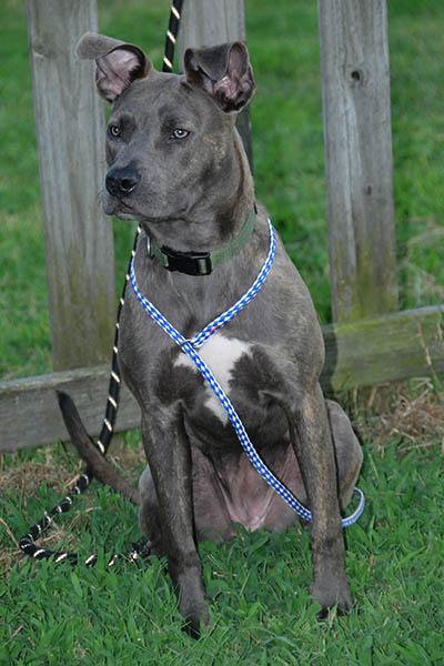 Opal, a Adoptable mixed breed in Wrightsville Beach, NC image 3/6