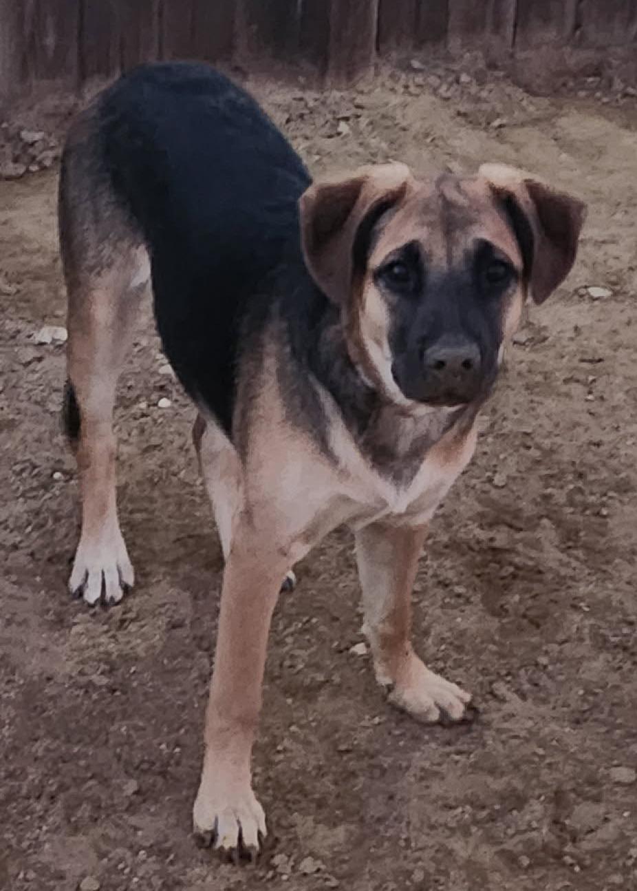 Enlarge Cali, a Adoptable mixed breed in Tehachapi, CA image 1/1