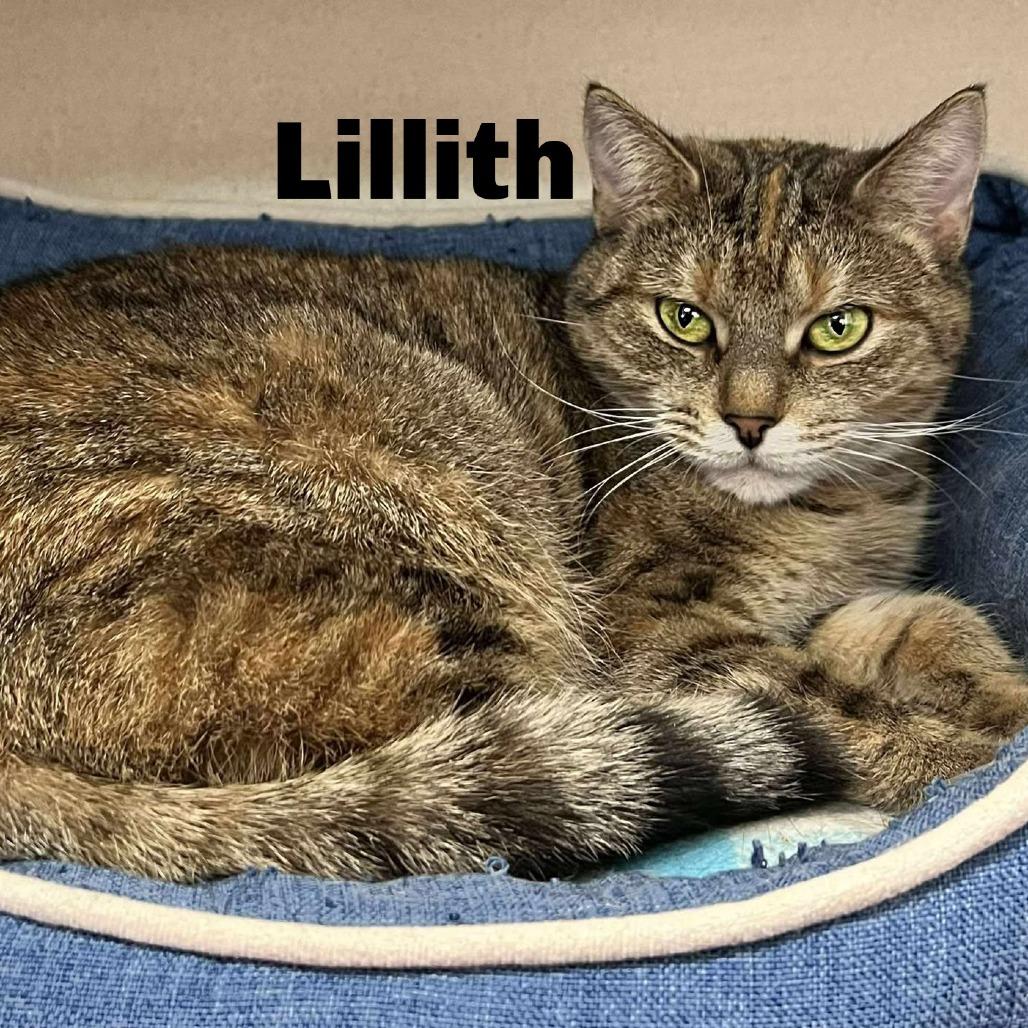 Lillith 250663, Adoptable, Adult Female Domestic Short Hair.