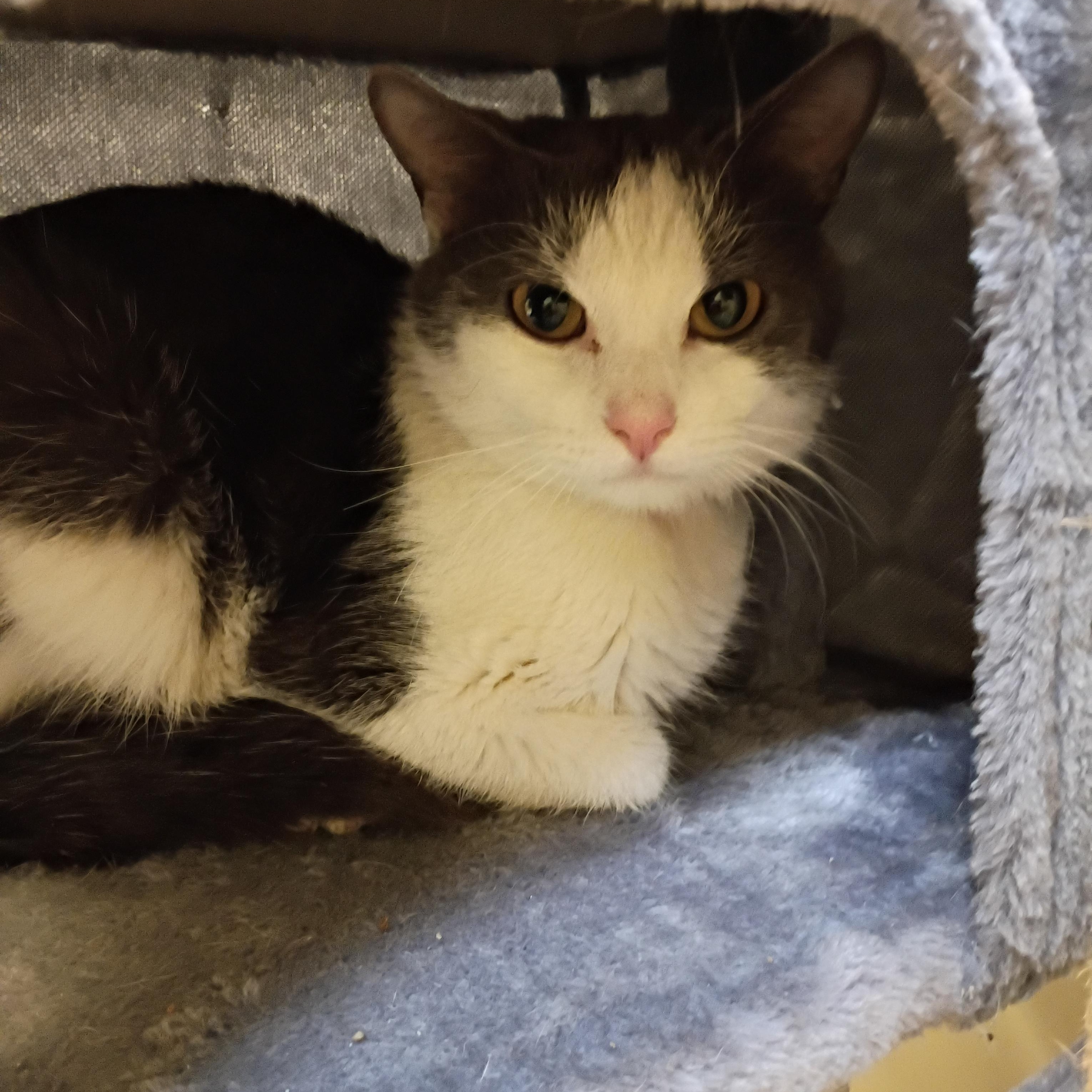 Enlarge Felix, an adoptable Domestic Short Hair in Muncie, IN image 1/1