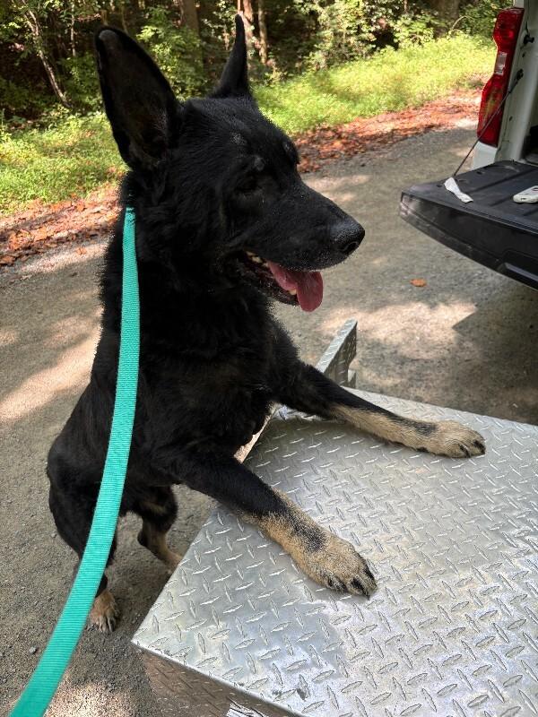 Griffon, Adoptable, Adult Male German Shepherd Dog.