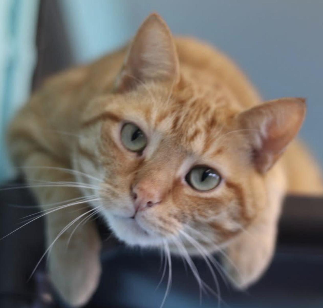 Enlarge Gary, a Adoptable Domestic Short Hair in Long Beach, NY image 4/4