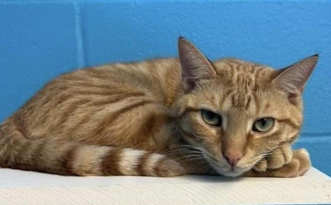 Enlarge Gary, a Adoptable Domestic Short Hair in Long Beach, NY image 1/4