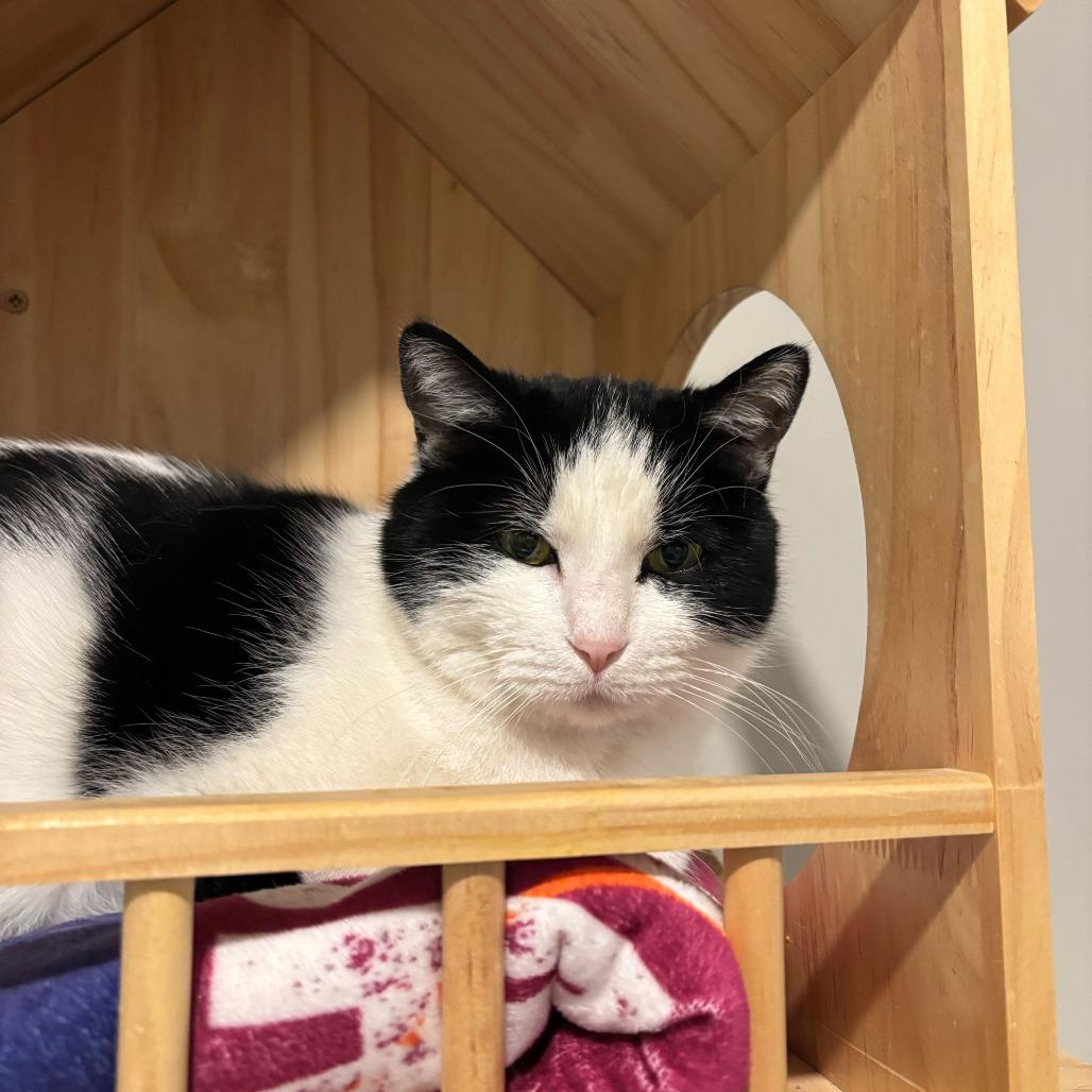 Tiki, Adoptable, Adult Female Domestic Short Hair.