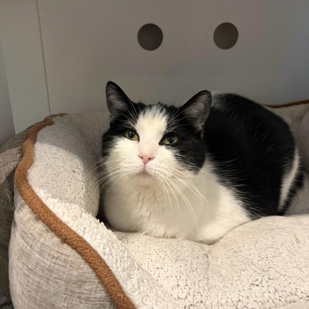 Enlarge Tiki, a Adoptable mixed breed in Louisville, KY image 2/2