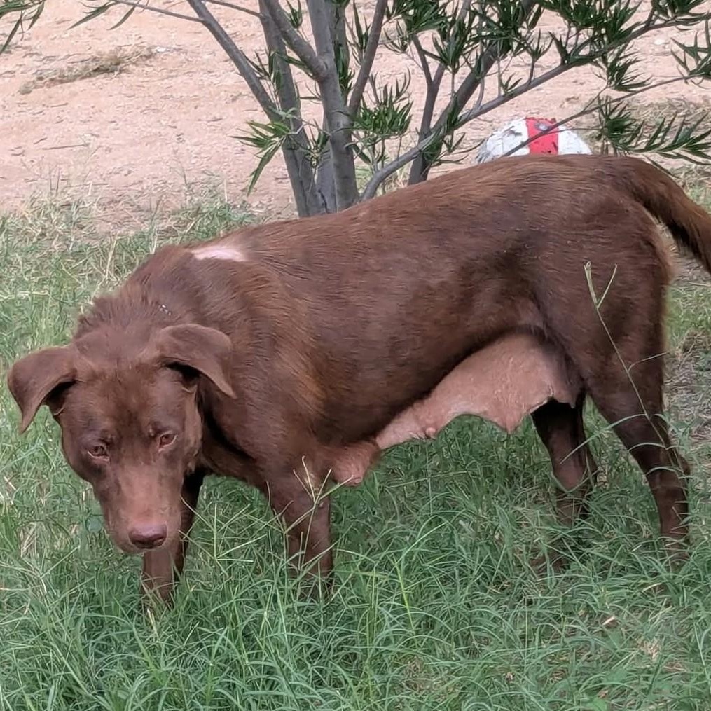Enlarge WONKA, a Adoptable Chocolate Labrador Retriever in Marana, AZ image 4/4