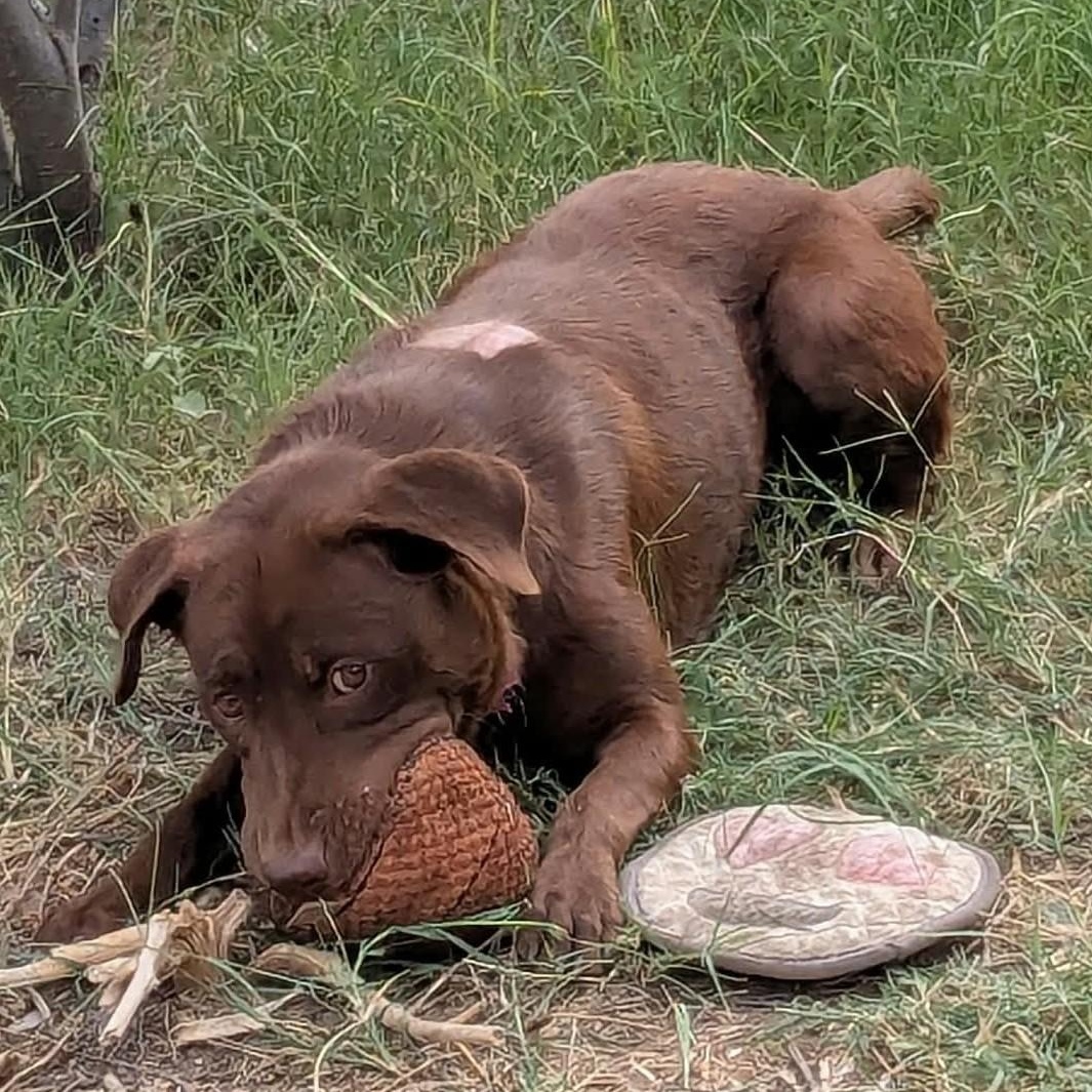 Enlarge WONKA, a Adoptable Chocolate Labrador Retriever in Marana, AZ image 3/4