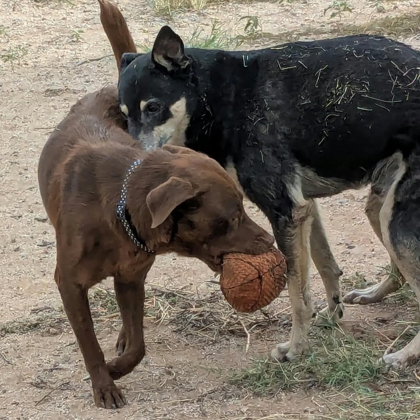 Enlarge WONKA, a Adoptable Chocolate Labrador Retriever in Marana, AZ image 2/4