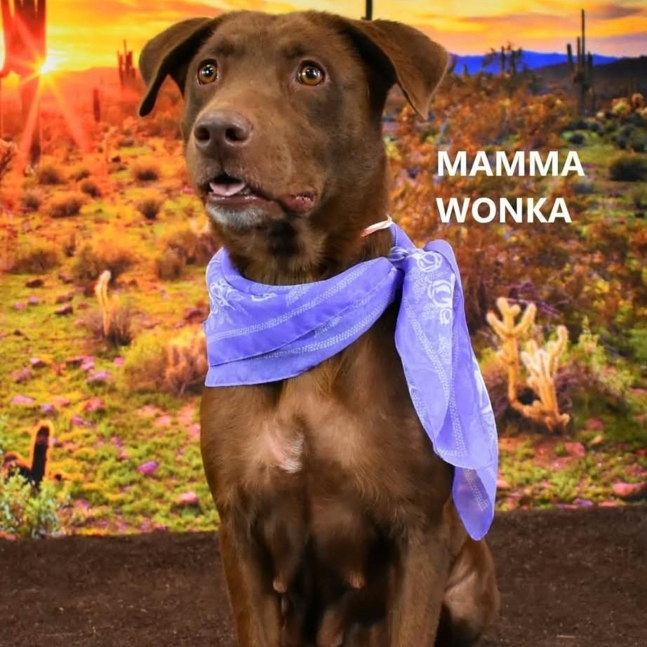WONKA, Adoptable, Adult Female Chocolate Labrador Retriever.