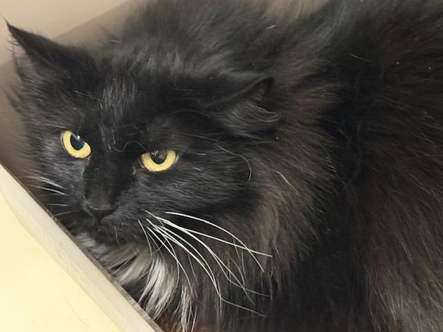 Queen B, Adoptable, Young Female Domestic Long Hair.