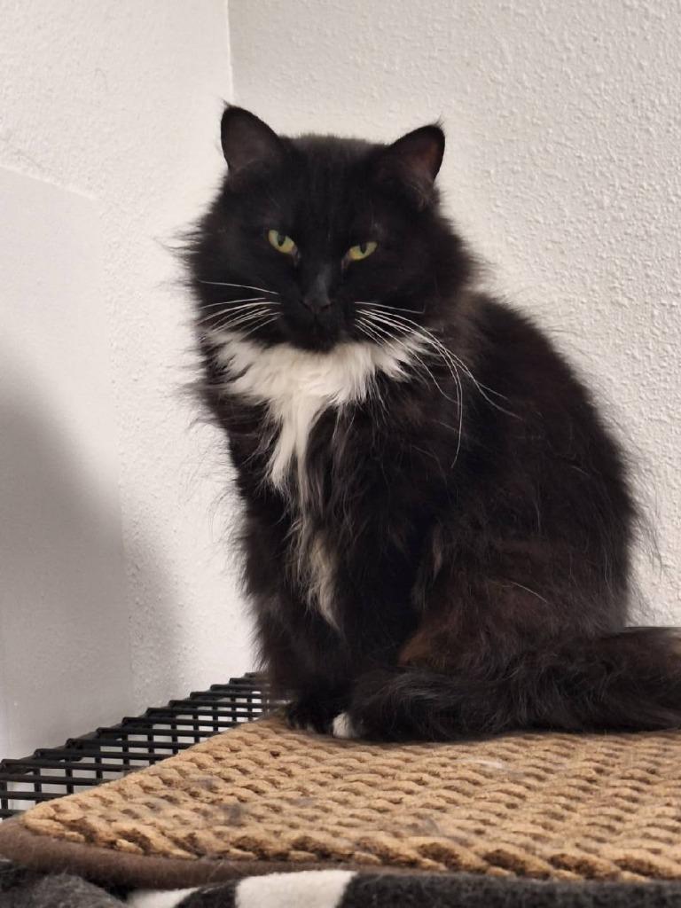 Enlarge Queen B, a Adoptable mixed breed in Grand Junction, CO image 3/4