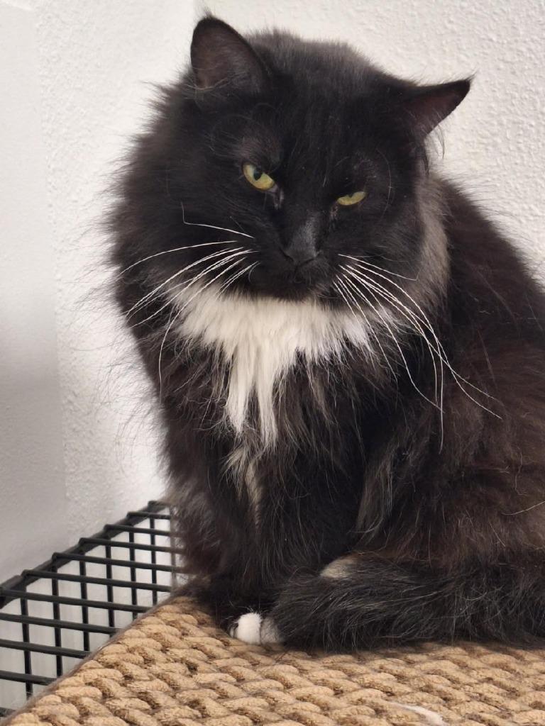 Enlarge Queen B, a Adoptable mixed breed in Grand Junction, CO image 4/4