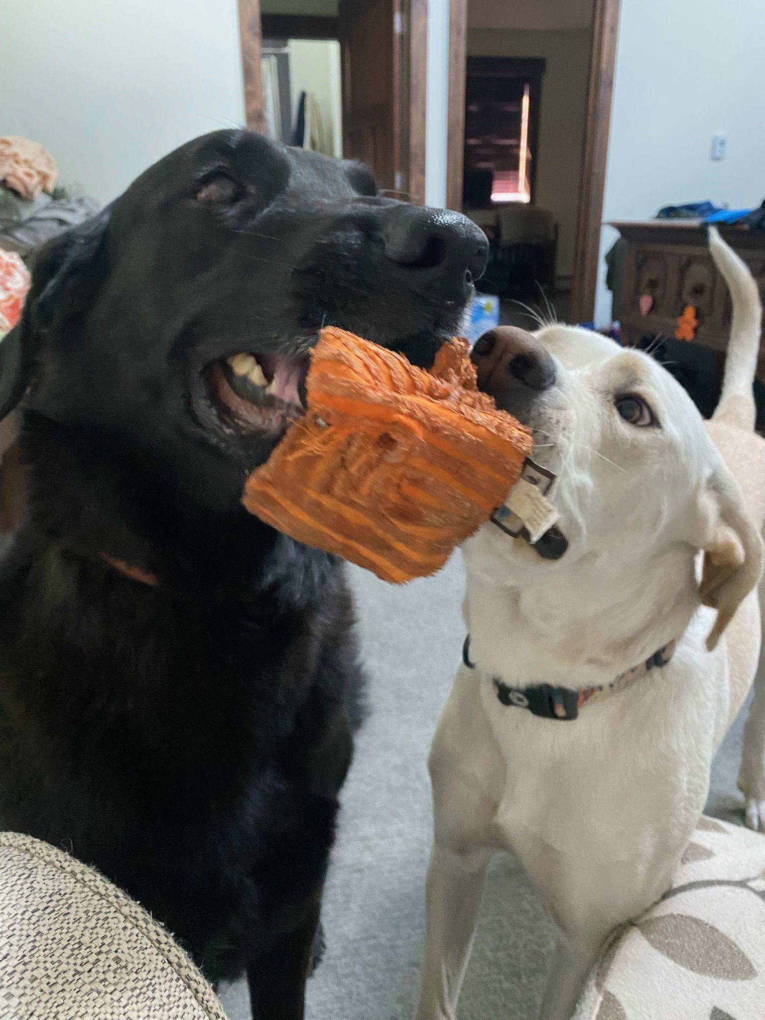Luna/Blanca, Adoptable, Adult Female Great Pyrenees.