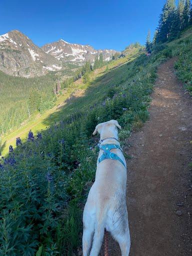 Enlarge Luna/Blanca, a Adoptable Great Pyrenees in Winter Park, CO image 2/3