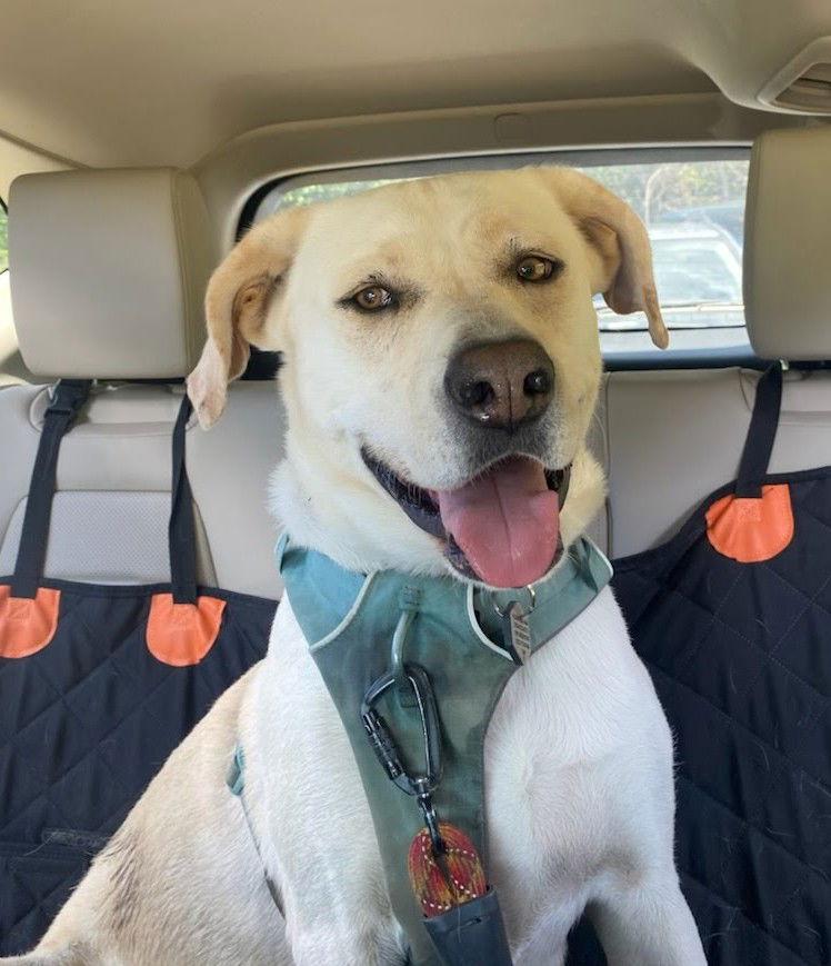 Enlarge Luna/Blanca, a Adoptable Great Pyrenees in Winter Park, CO image 3/3