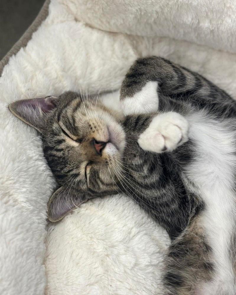 Mikey, Adoptable, Kitten Male Domestic Short Hair.