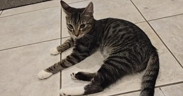 Enlarge Mikey, a Adoptable Domestic Short Hair in Pittstown, NJ image 2/3