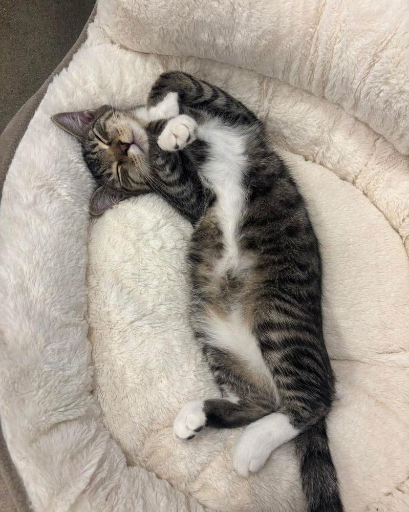 Enlarge Mikey, a Adoptable Domestic Short Hair in Pittstown, NJ image 3/3