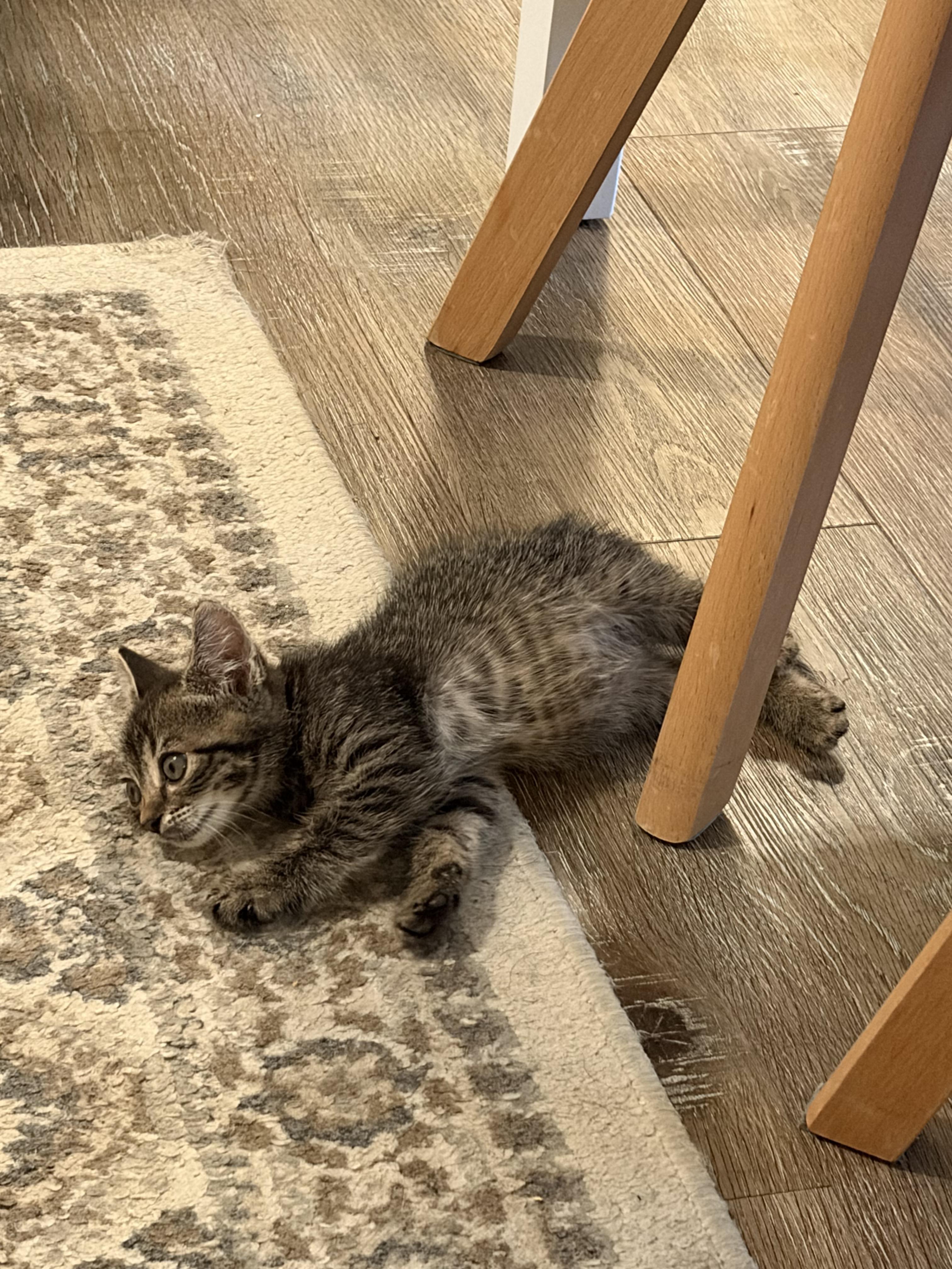 Kramer, ADOPTABLE, Kitten Male American Shorthair.