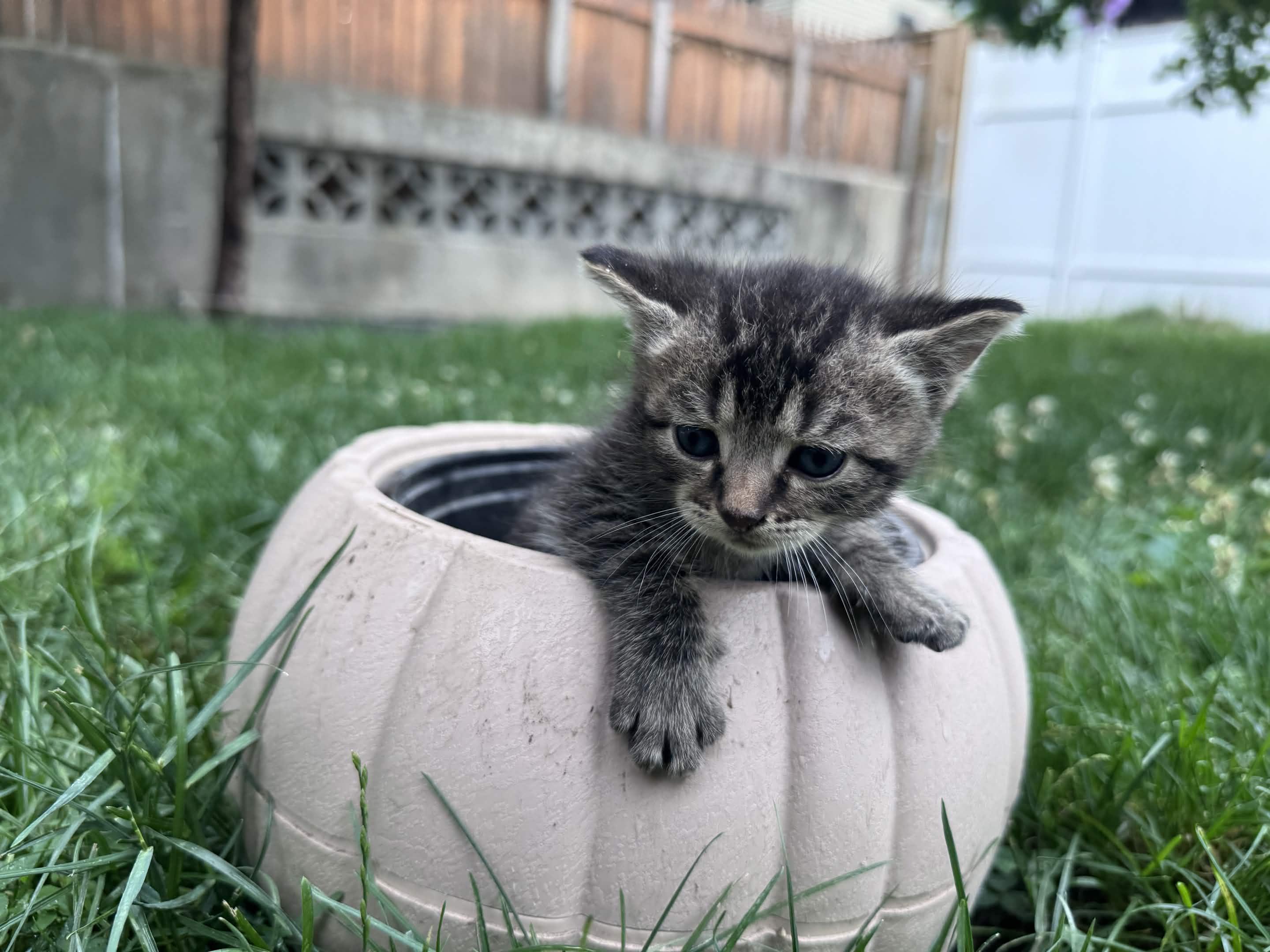 Enlarge Kramer, a ADOPTABLE American Shorthair in North Bergen, NJ image 2/4