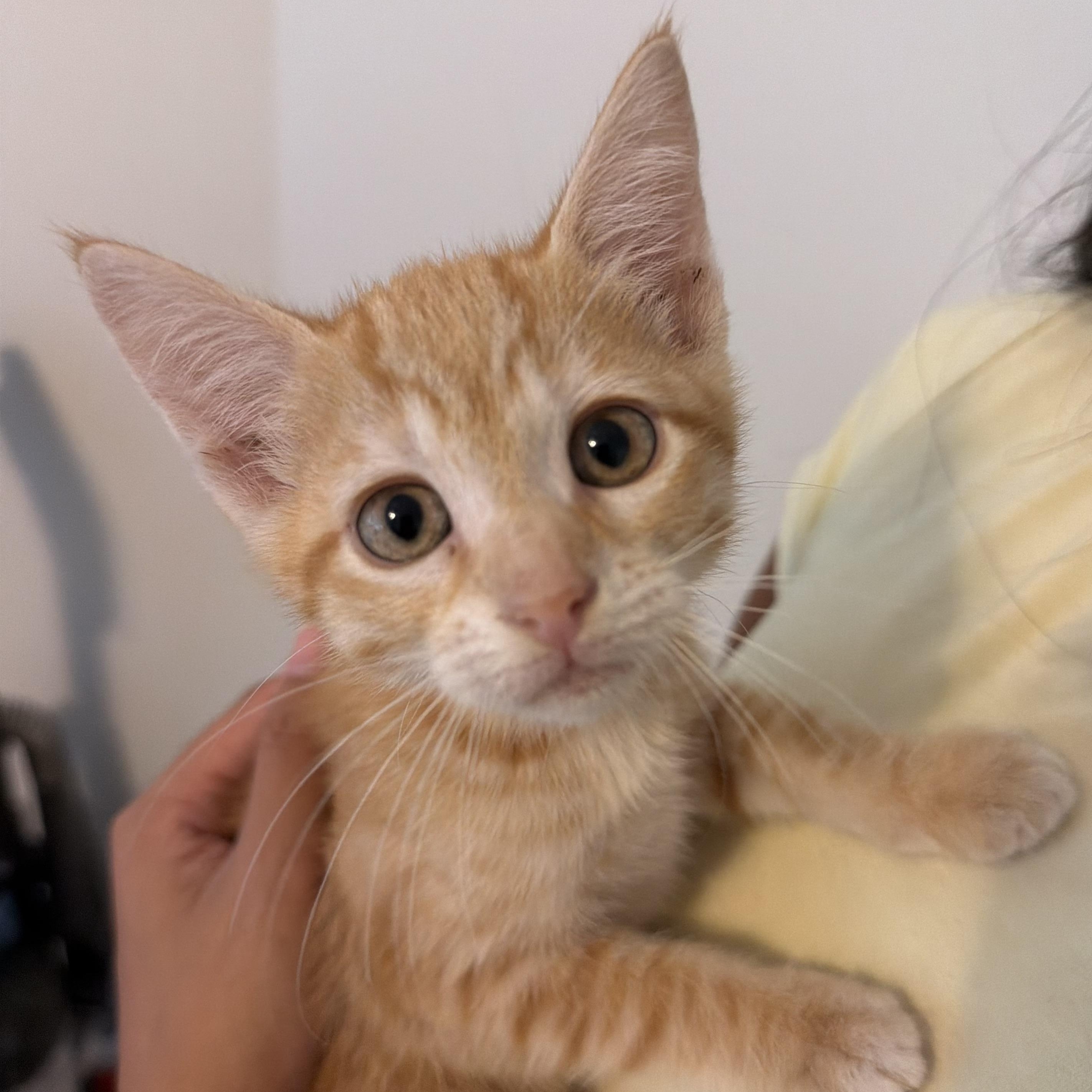 Enlarge Peanut, a Adoptable Domestic Short Hair in jacksonville, FL image 3/6