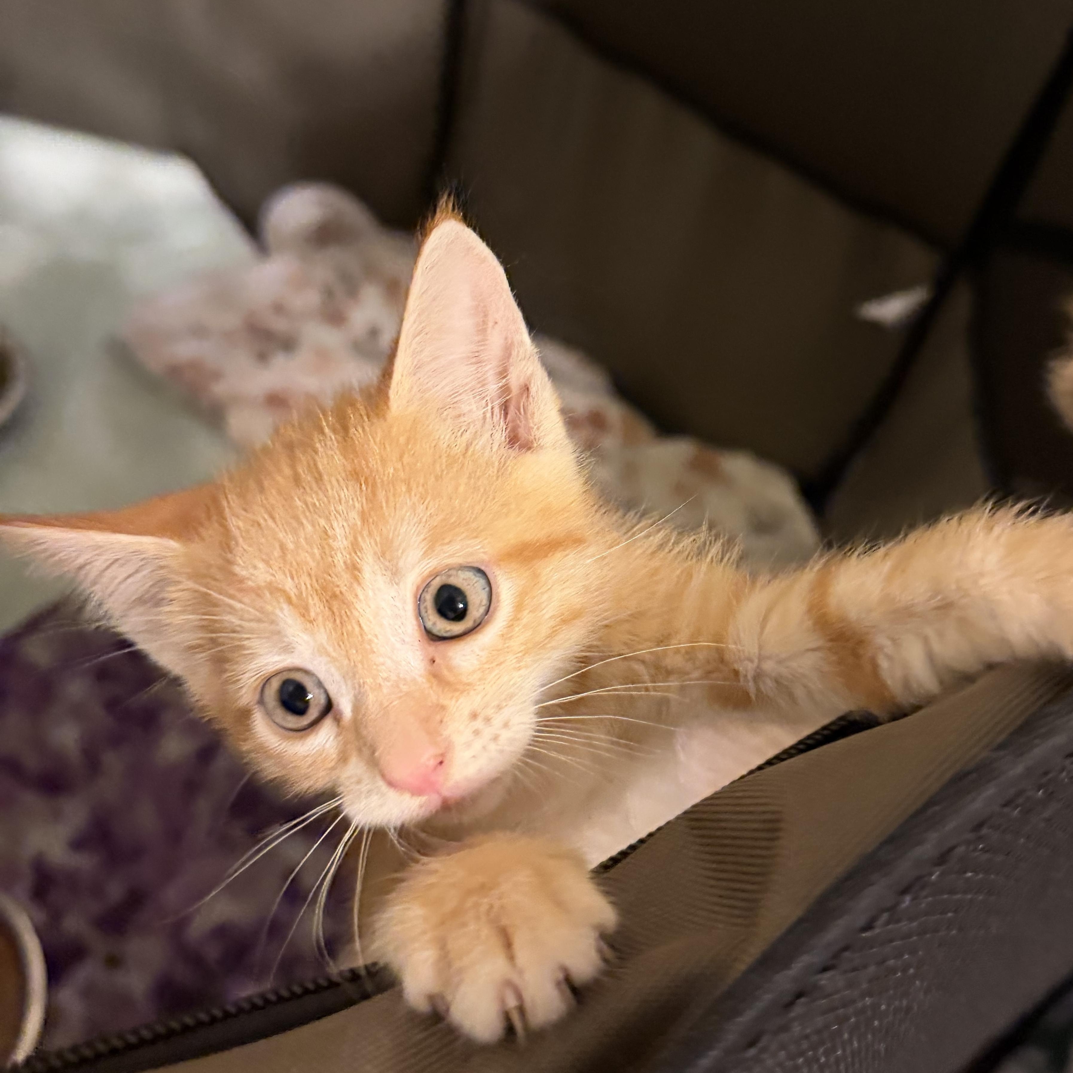 Enlarge Peanut, a Adoptable Domestic Short Hair in jacksonville, FL image 5/6