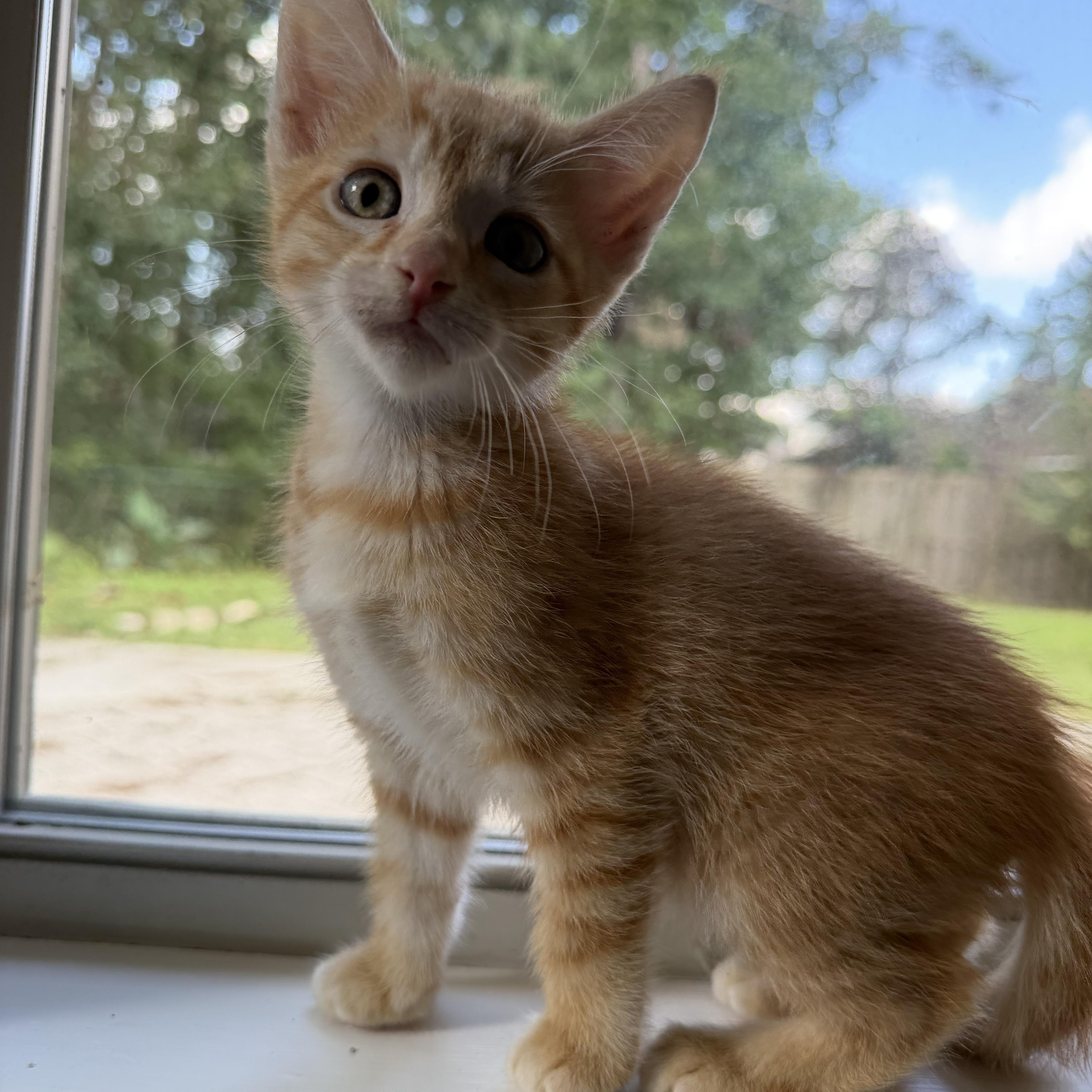 Peanut, Adoptable, Kitten Male Domestic Short Hair.