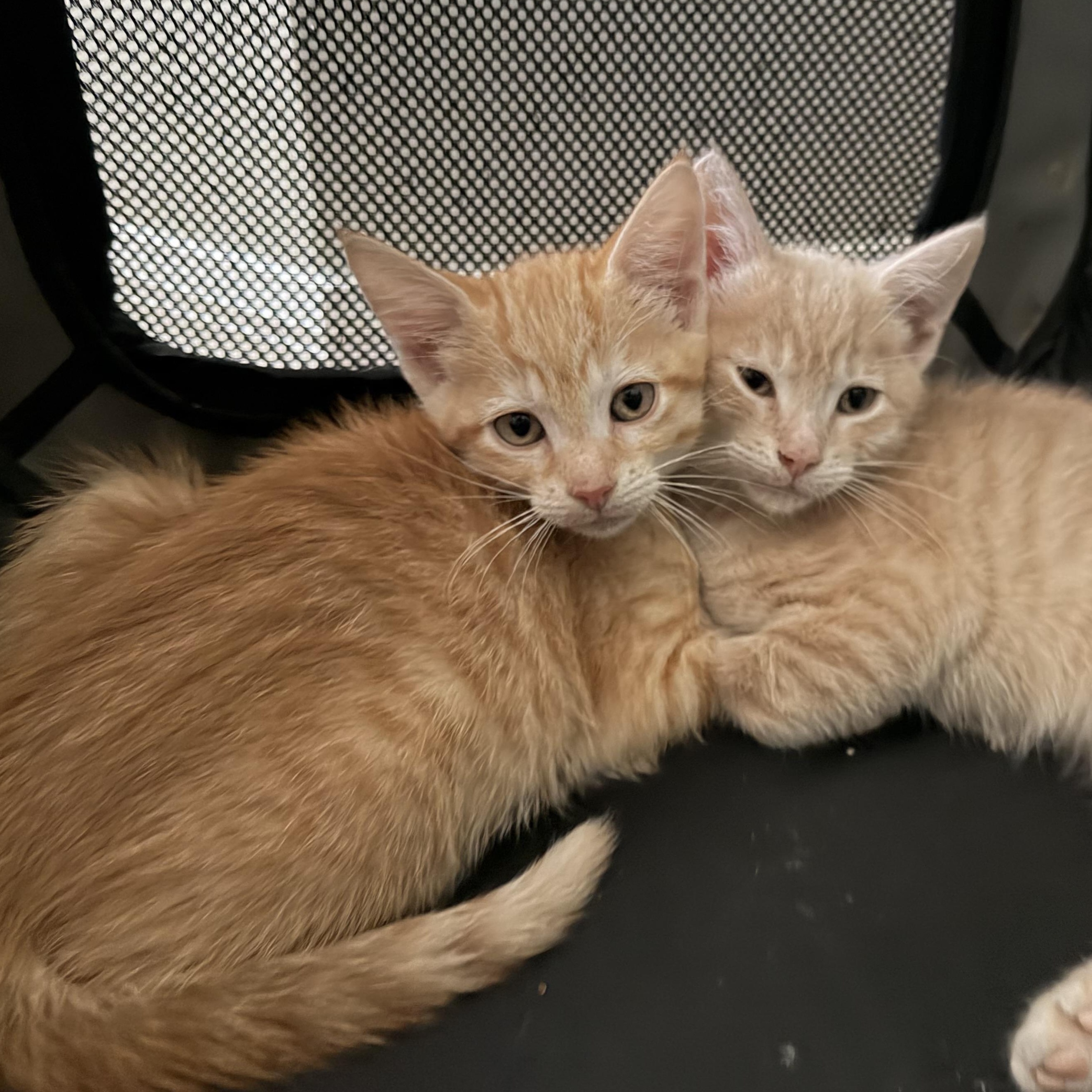 Enlarge Peanut, a Adoptable Domestic Short Hair in jacksonville, FL image 6/6