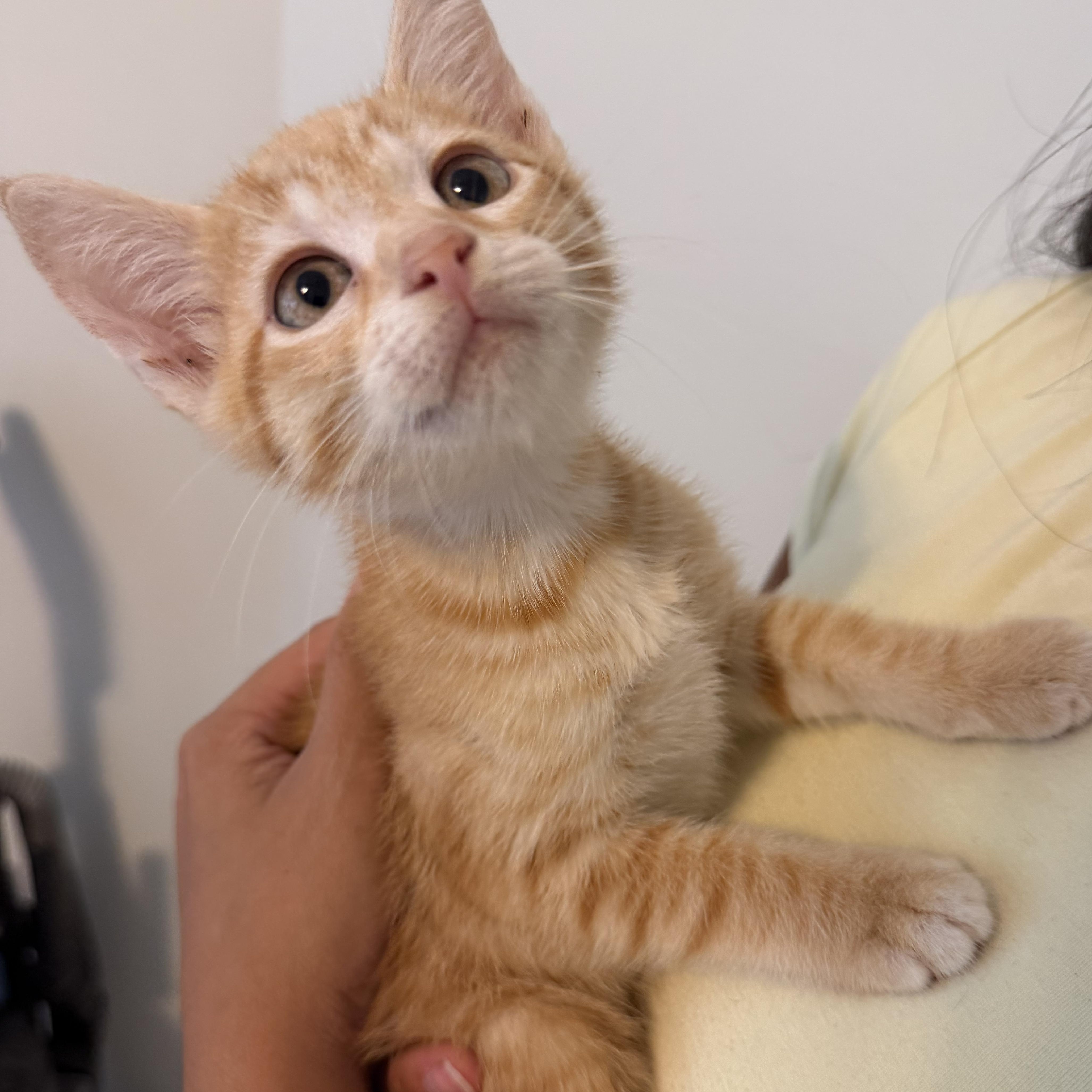 Enlarge Peanut, a Adoptable Domestic Short Hair in jacksonville, FL image 4/6