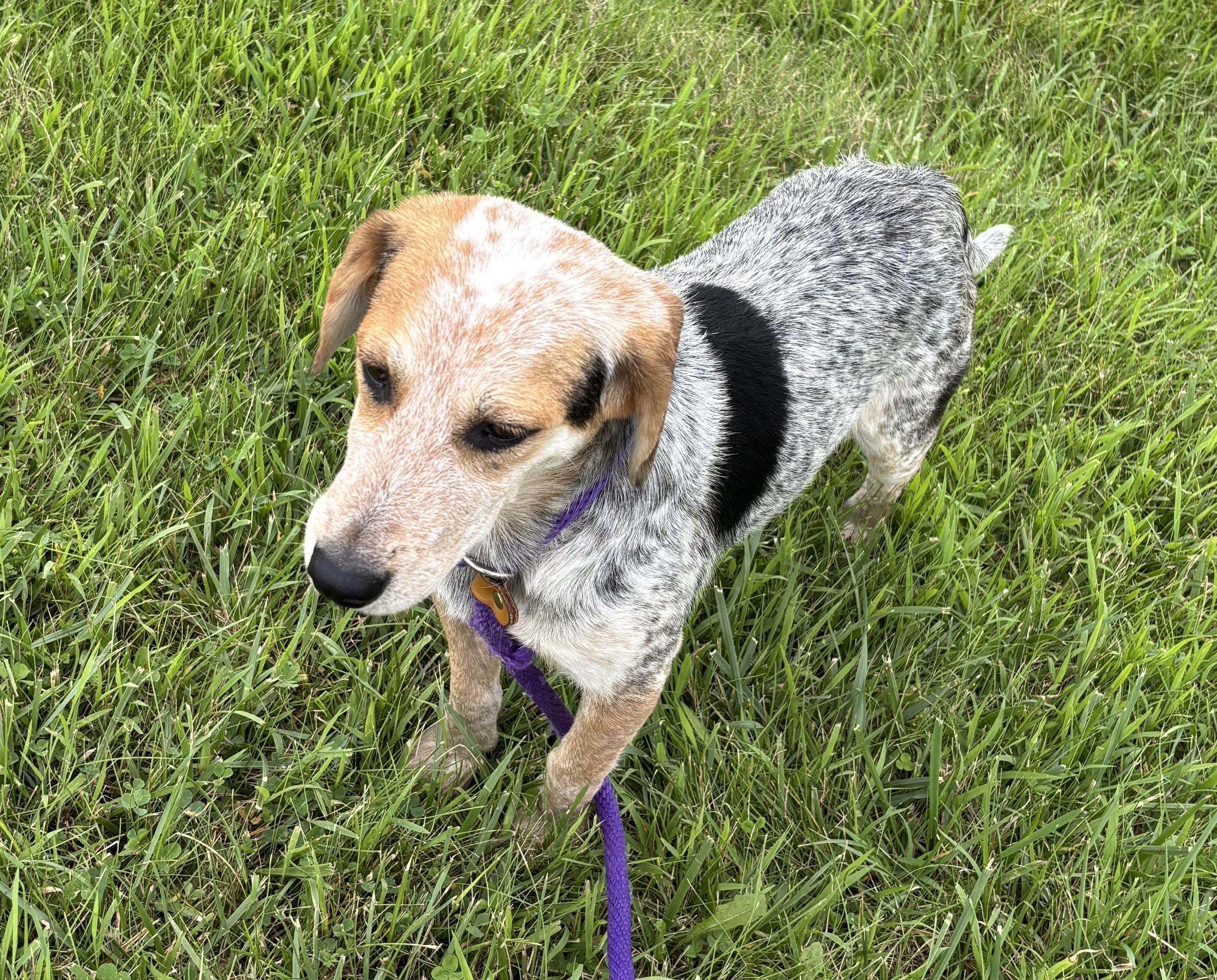 Mick, ADOPTABLE, Young Male Beagle.