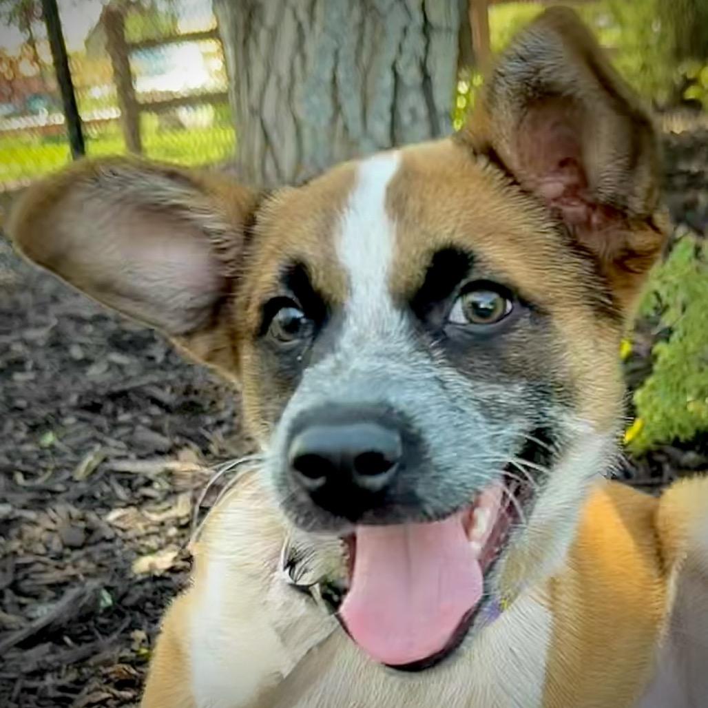 Ralphie, Adoptable, Puppy Male Mixed Breed.